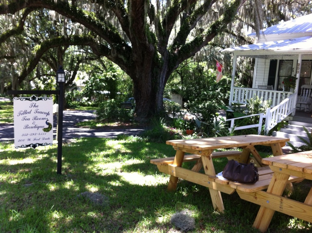 What a beautiful Live Oak tree.