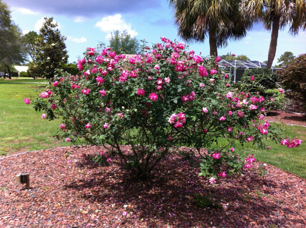 A Rose Bush with a Past