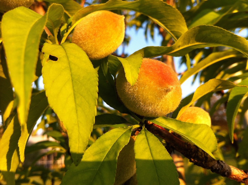 Early peaches - March