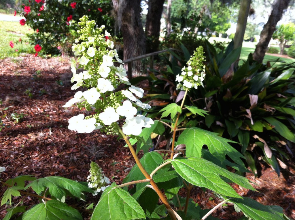 Oak Leaf Hydrangea