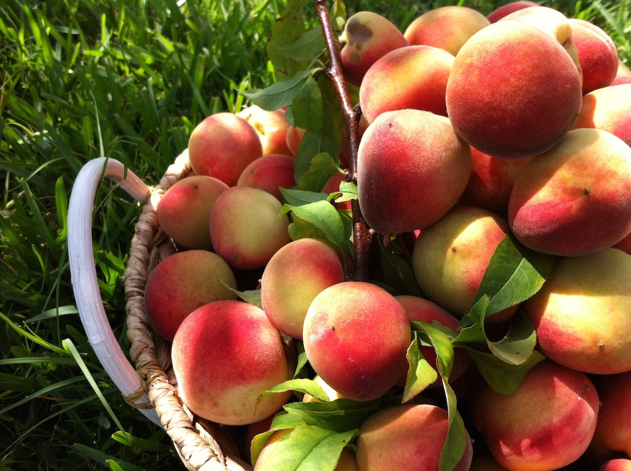 canning-peaches-at-home-complete-guide-to-perfect-canned-peaches