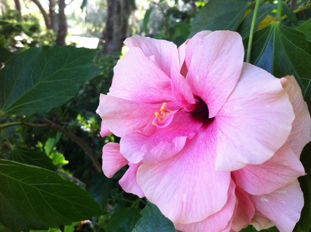 Double petal - like a tropical rose.