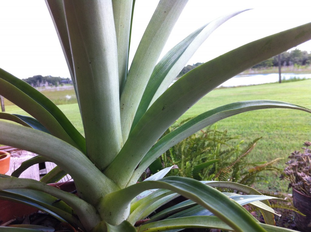 That big bromeliad will fruit someday