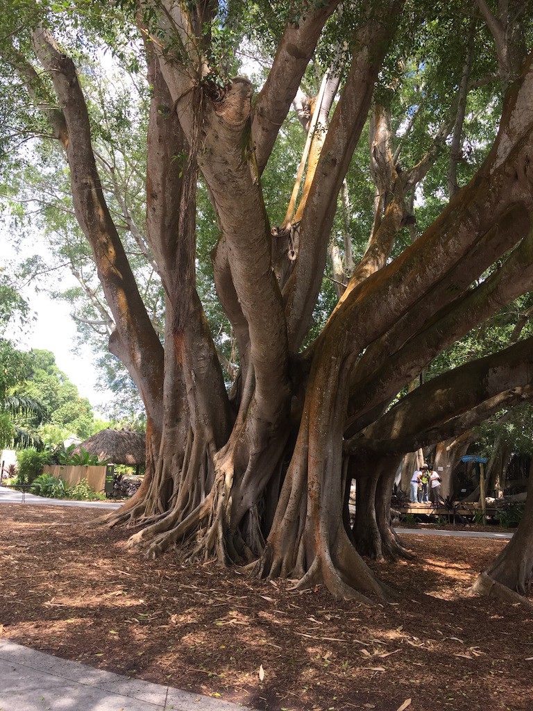 The Hugging Tree