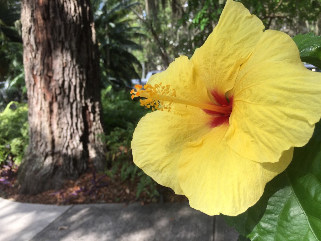 A sunny hibiscus