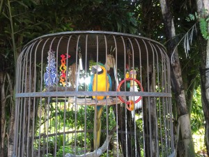 PD10154:15:10SanibelIslandH2O macaw