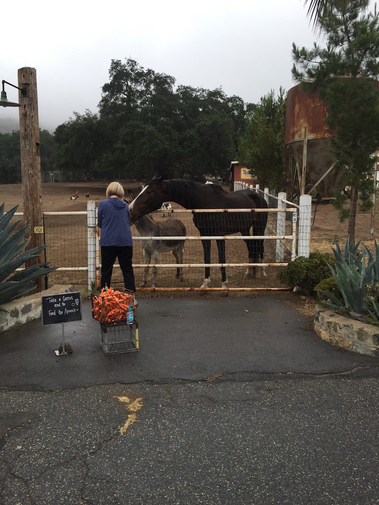 Cyndie couldn't resist feeding the horses - who could blame her.